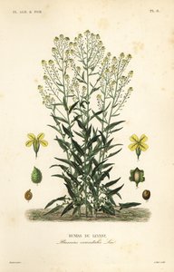 Col rizada turca o cohete turco, Bunias orientalis, Bunias de Levant