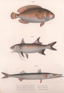 Bimaculus de dos puntos, Redfin africano, Barracuda común, c. 1850s de Unbekannt
