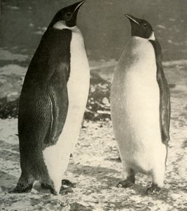 Dos pingüinos emperador, c1908 de Unbekannt