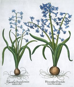 Dos jacintos azules, 1613 de Unbekannt