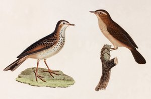 Dos ilustraciones en color de pájaros de Unbekannt
