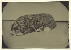 Perro Sin Título de Unbekannt