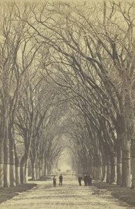 Avenida de árboles sin título, 1840-1900 de Unbekannt