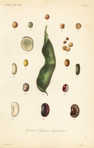 Variedades de guisantes y frijoles, gousses et graines legumieres