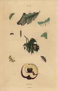 Variedades de polillas pirálidas, Pyralidae, causando daño a hojas y frutas de Unbekannt