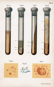 Varios tipos de bacterias, 1889 de Unbekannt
