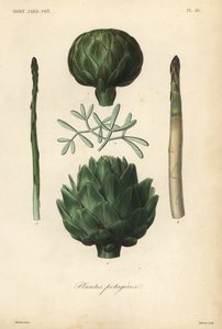 Verduras, plantas de huerto