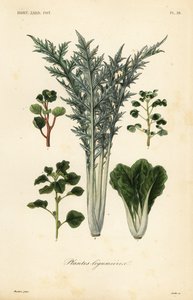 Verduras, plantas leguminosas de Unbekannt