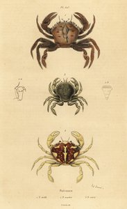 Cangrejo de terciopelo, Necora puber, cangrejo nadador jaspeado, Liocarcinus marmoreus, y cangrejo nadador de Pennant, Portumnus latipes de Unbekannt