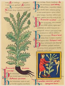 Verbena o Vervena, 1947 de Unbekannt