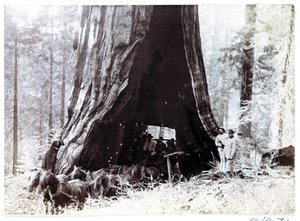 Carro pasando a través de un árbol gigante, América del Norte, c 1900 de Unbekannt