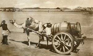 Carro de agua, Adén, c1918-c1939 de Unbekannt