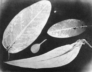 Foto fija de agua Cuatro hojas, verano 1839