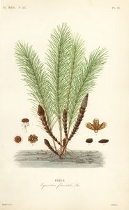 Cola de caballo acuática o cola de pantano, Equisetum fluviatile de Unbekannt