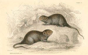 Rata de agua Arvicola terrestris, también conocida como rata de agua negra, 1828 de Unbekannt