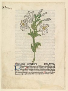 Lirio blanco, ilustración de Gart der Gesundheit Sch.4332, 28 de marzo de 1485