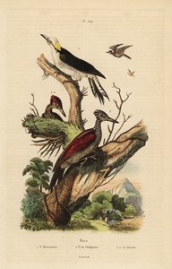 Carpintero blanco, Melanerpes candidus, carpintero pigmeo filipino, Yungipicus maculatus, macho y hembra de Unbekannt
