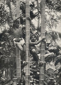 Cómo los ceilandeses trepan a las palmeras de coco de Unbekannt