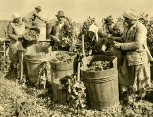 Cosecha de vino cerca de Baden bei Wien, Baja Austria de Unbekannt