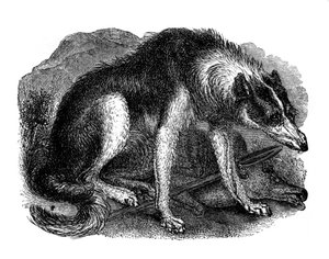 Perro lobo, 1848 de Unbekannt