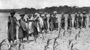Mujeres cavando un campo de maíz, Sudáfrica, c1923 de Unbekannt