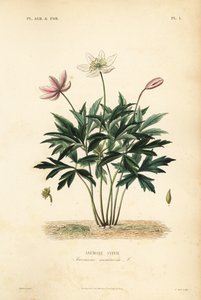 Anémona de bosque o flor de viento, Anemone nemorosa, Anemone sylvie