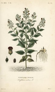 Escrofularia nodosa, Scrophularia nodosa de Unbekannt
