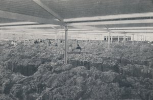 Lana a la Venta en una Sala de Exposición de Melbourne de Unbekannt