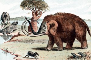Mamut lanudo Mammuthus, 1892 de Unbekannt