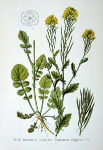Cohete amarillo, 1893