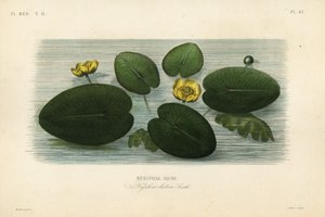 Nenúfar amarillo