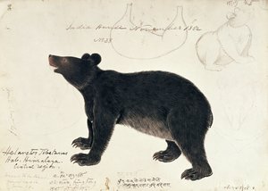 Dibujo de un oso negro asiático, Ursus Tibetanus, de la región central del Himalaya