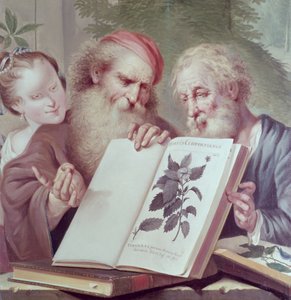 Ilustración de Hortus Cliffortianus, por Carl Linnaeus (1707-78) publicado en Ámsterdam 1737-38 de Unbekannt Unbekannt