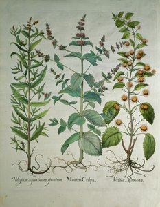 Menta: Mentha crispa