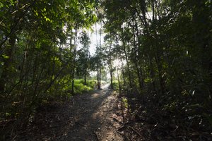 Camino en la jungla por el Campamento Leaky, Parque Nacional Tanjung Puting, Kalimantan Central, Borneo, Indonesia
