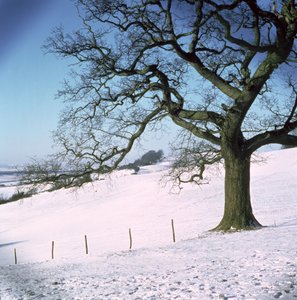 Paisaje de Invierno, Hockley Downs, Essex de Unbekannt Unbekannt
