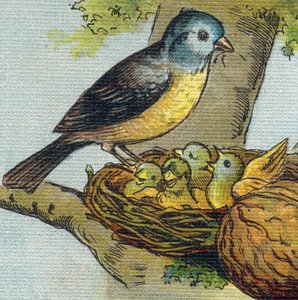 Un pájaro alimenta a sus crías en un nido. Grabado en "Alphabet de ma petite fille". Bernardin-Bechet y Fils, libreros-editores, París, alrededor de 1895. Álbum irrompible en lienzo. Bibliothèque des Bébés. 12 páginas. Álbum que contiene un método de lectu de Unbekannt
