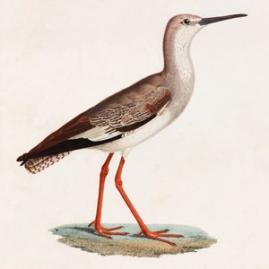 Ilustración en color de un pájaro