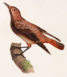 Ilustración en color de un pájaro de Unbekannt