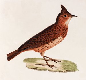 Una ilustración en color de un pájaro