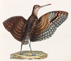 Una ilustración en color de un pájaro de Unbekannt