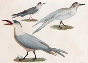 Una serie de página completa de ilustraciones en color de aves
