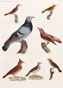 Una serie de página completa de ilustraciones en color de aves