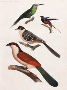 Una serie de página completa de ilustraciones en color de aves