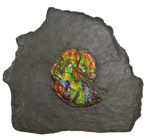 Un gran ammonite iridiscente, de Canadá de Unbekannt