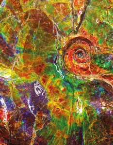 Un gran ammonite iridiscente, de Canadá de Unbekannt