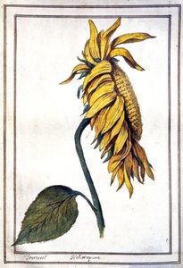 Un girasol de Unbekannter Künstler