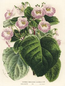 Achimenantha x naegelioides, cultivar lila (Eucodonia naegelioides lilacinella). Litografía coloreada a mano de la obra de Louis van Houtte y Charles Lemaire Flores de los jardines e invernaderos de Europa, Flore des Serres et des Jardins de l