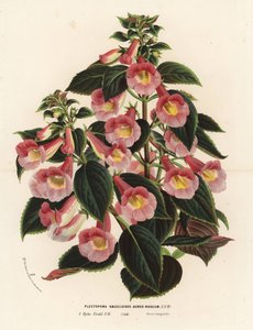 Achimenantha x naegelioides, cultivar rosa y oro. Plectopoma naegelioides aureo-roseum. Litografía coloreada a mano de la obra de Louis van Houtte y Charles Lemaire Flores de los jardines e invernaderos de Europa, Flore des Serres et des Jardins de l