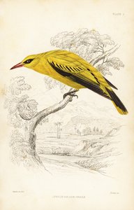 Oropéndola dorada africana, Oriolus auratus. Grabado en acero coloreado a mano por William Lizars según William Swainson de la Naturalist